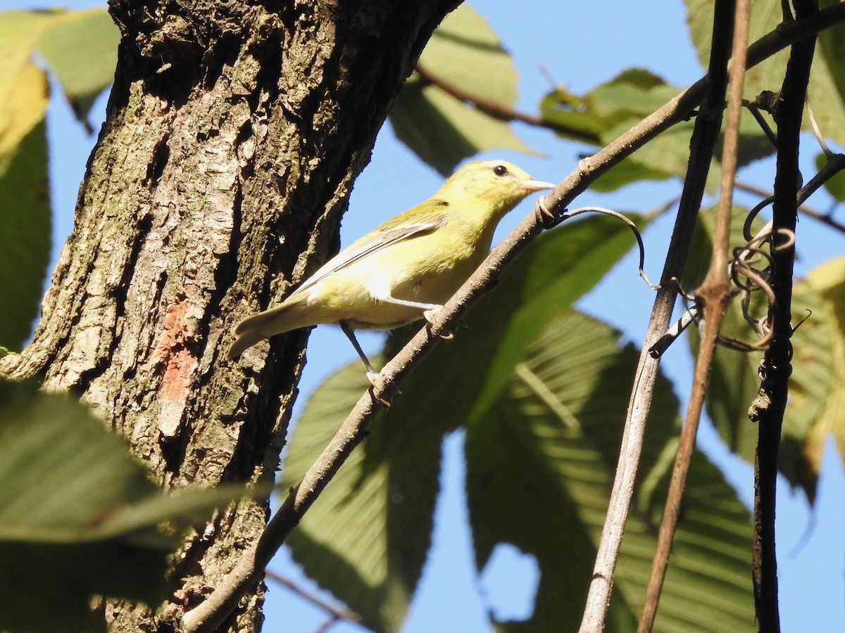 Tennessee Warbler - ML118470661