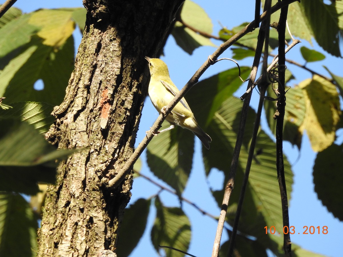 Tennessee Warbler - ML118470691