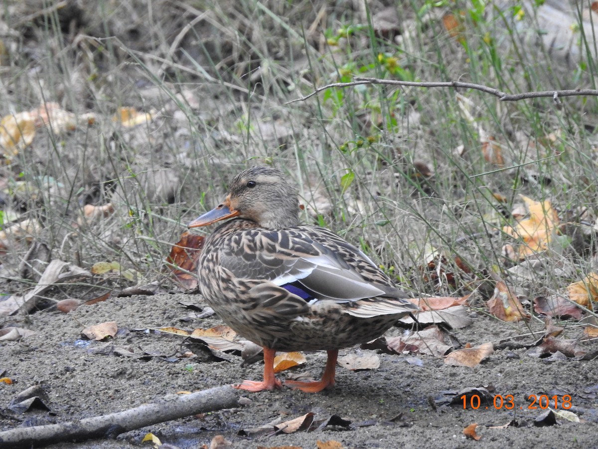 Зэрлэг нугас - ML118471051