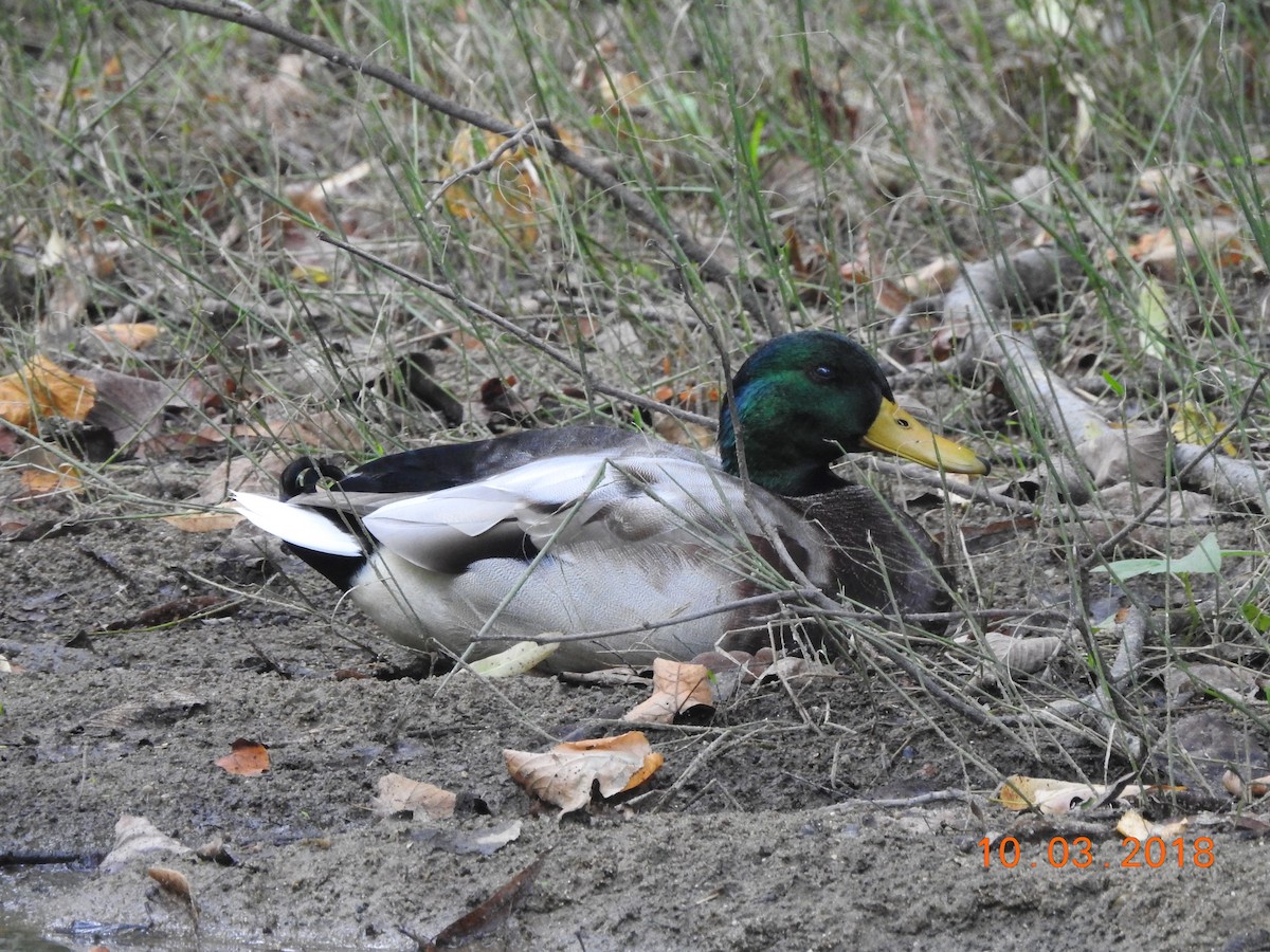 Зэрлэг нугас - ML118471061