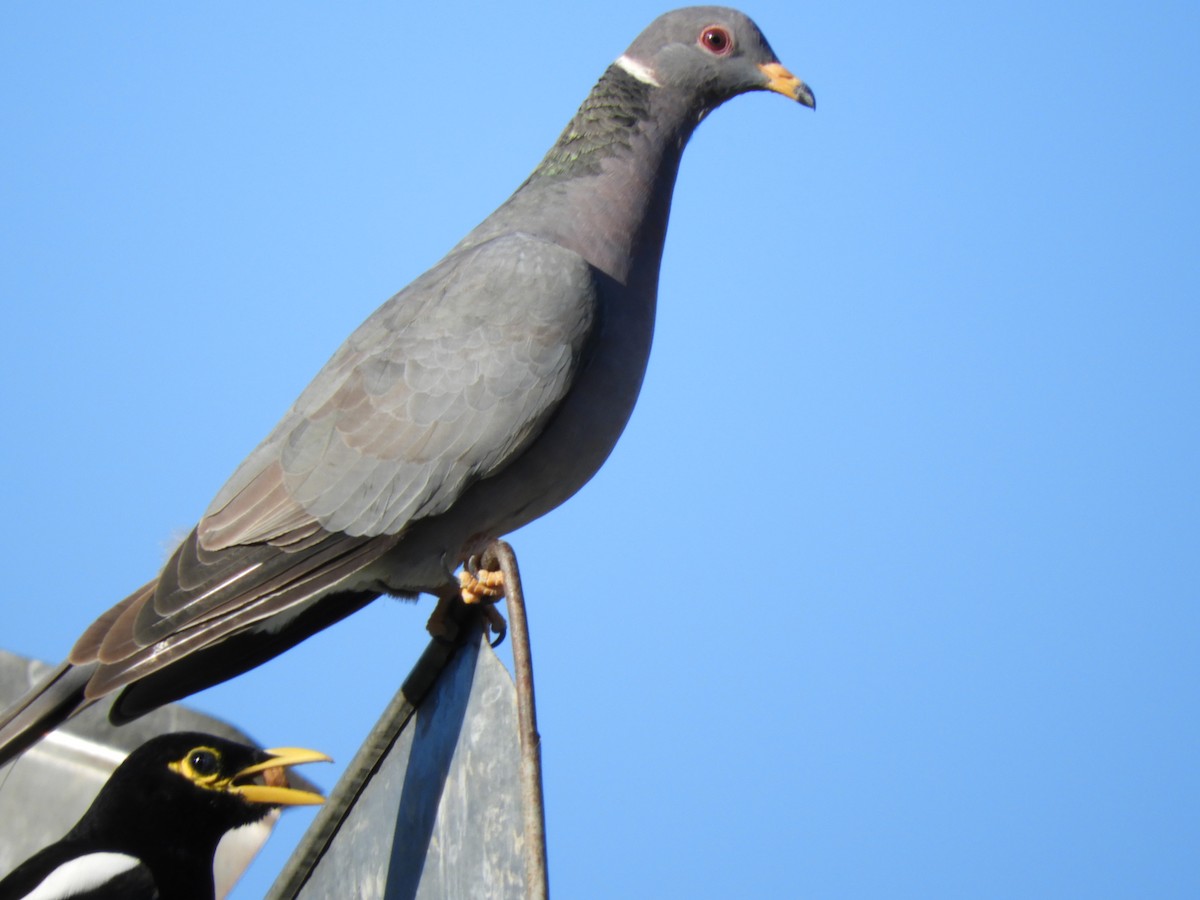 Band-tailed Pigeon - ML118471701