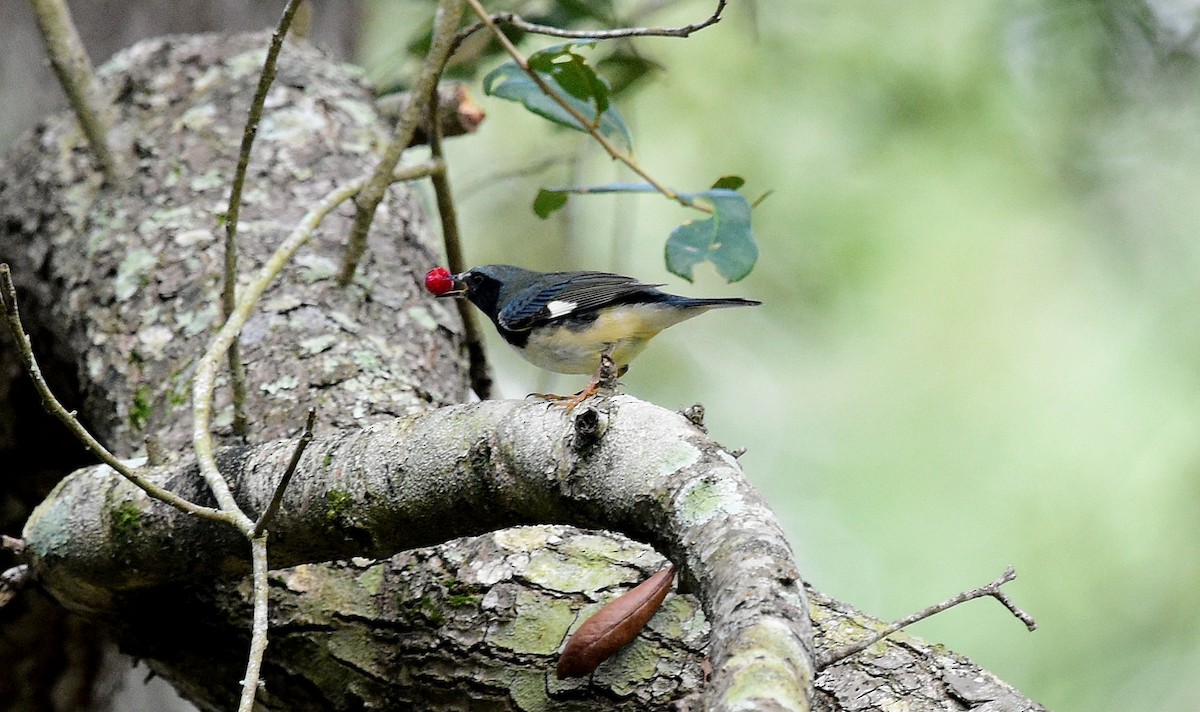 Black-throated Blue Warbler - ML118471861