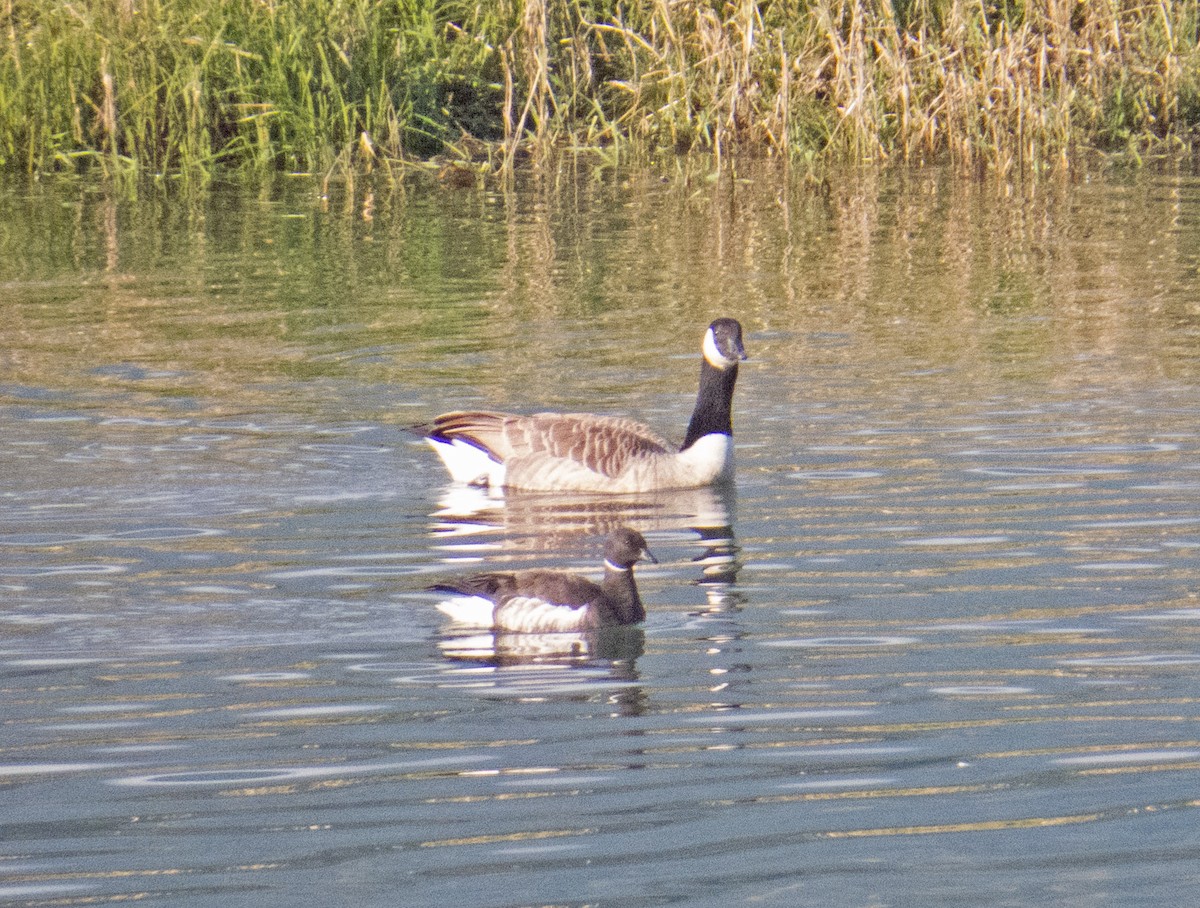 Brant - ML118472771