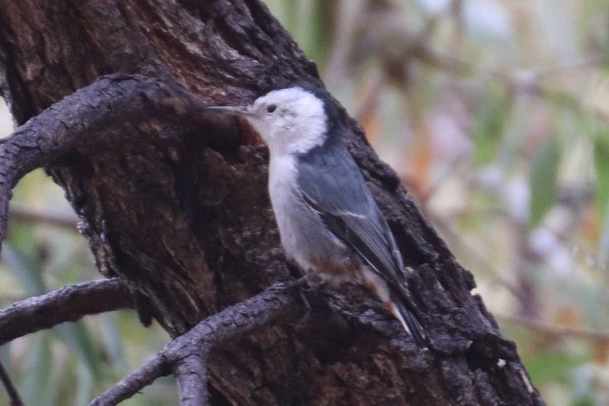 White-breasted Nuthatch (Interior West) - ML118472831