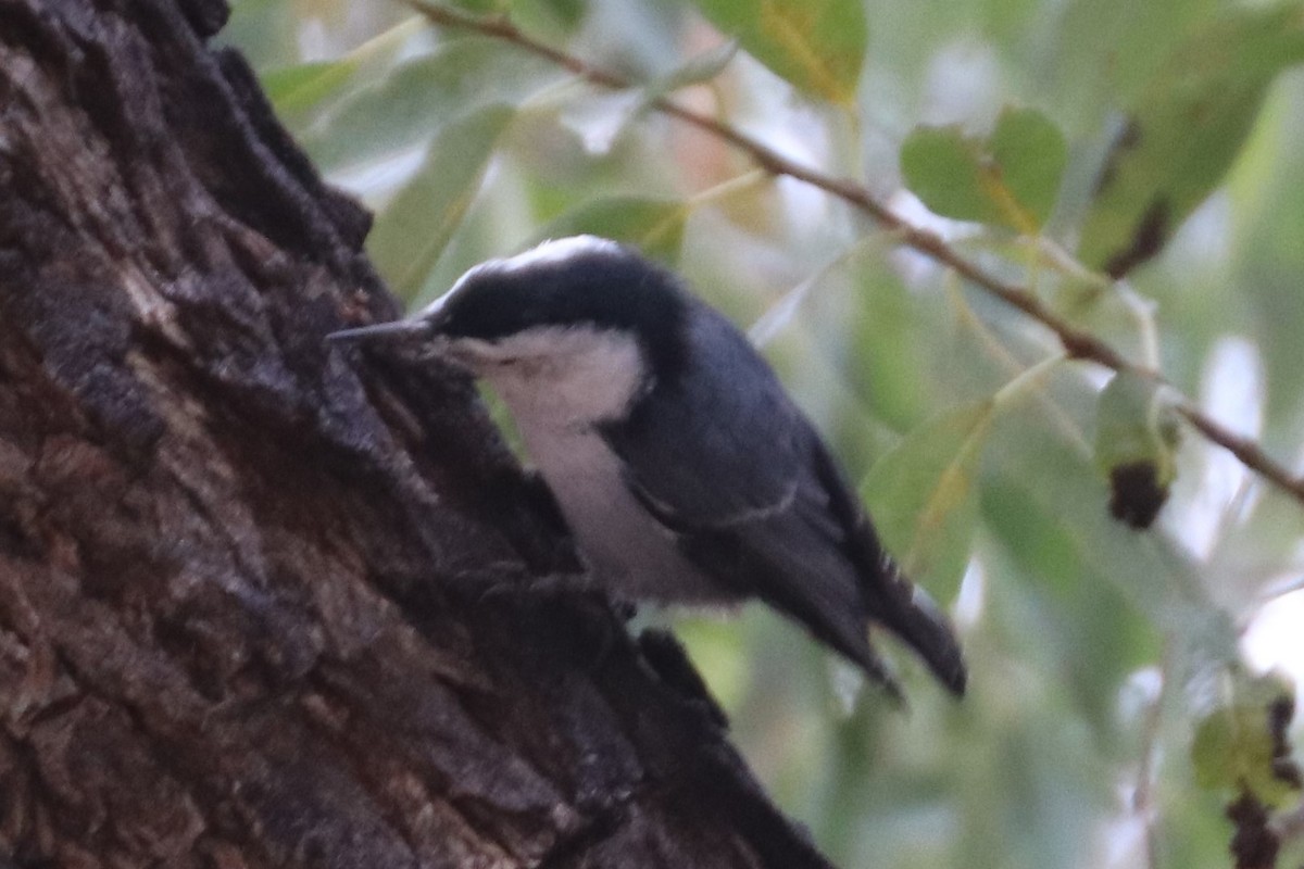 White-breasted Nuthatch (Interior West) - ML118472851