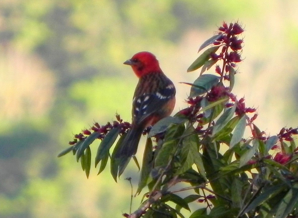 Flame-colored Tanager - ML118475831