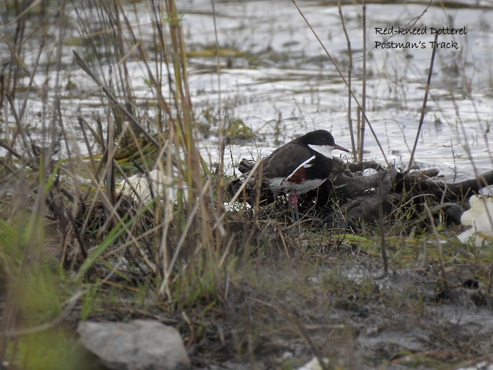 Red-kneed Dotterel - ML118475991