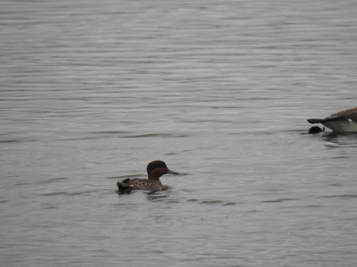 Green-winged Teal - ML118477511