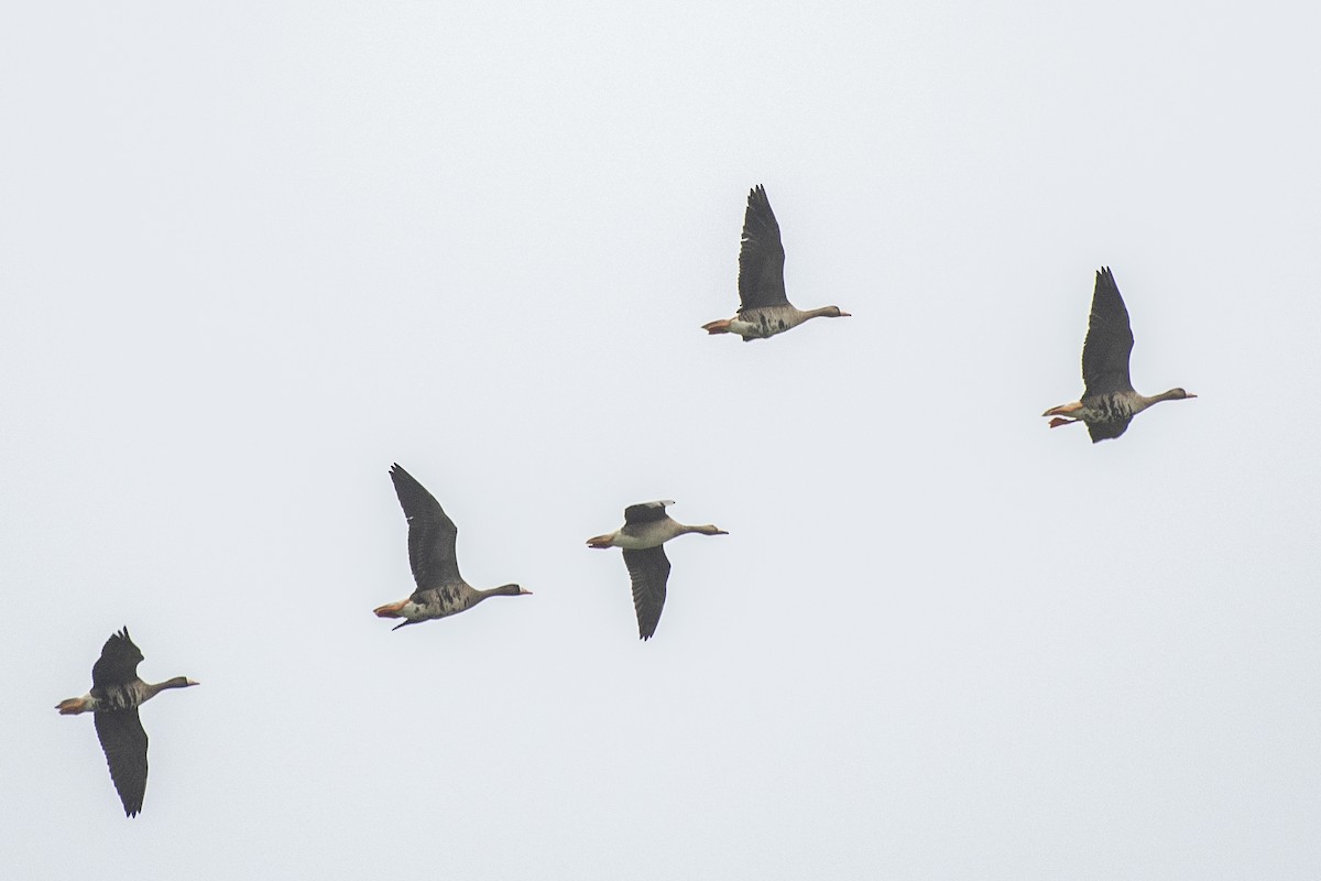 Greater White-fronted Goose - ML118478751