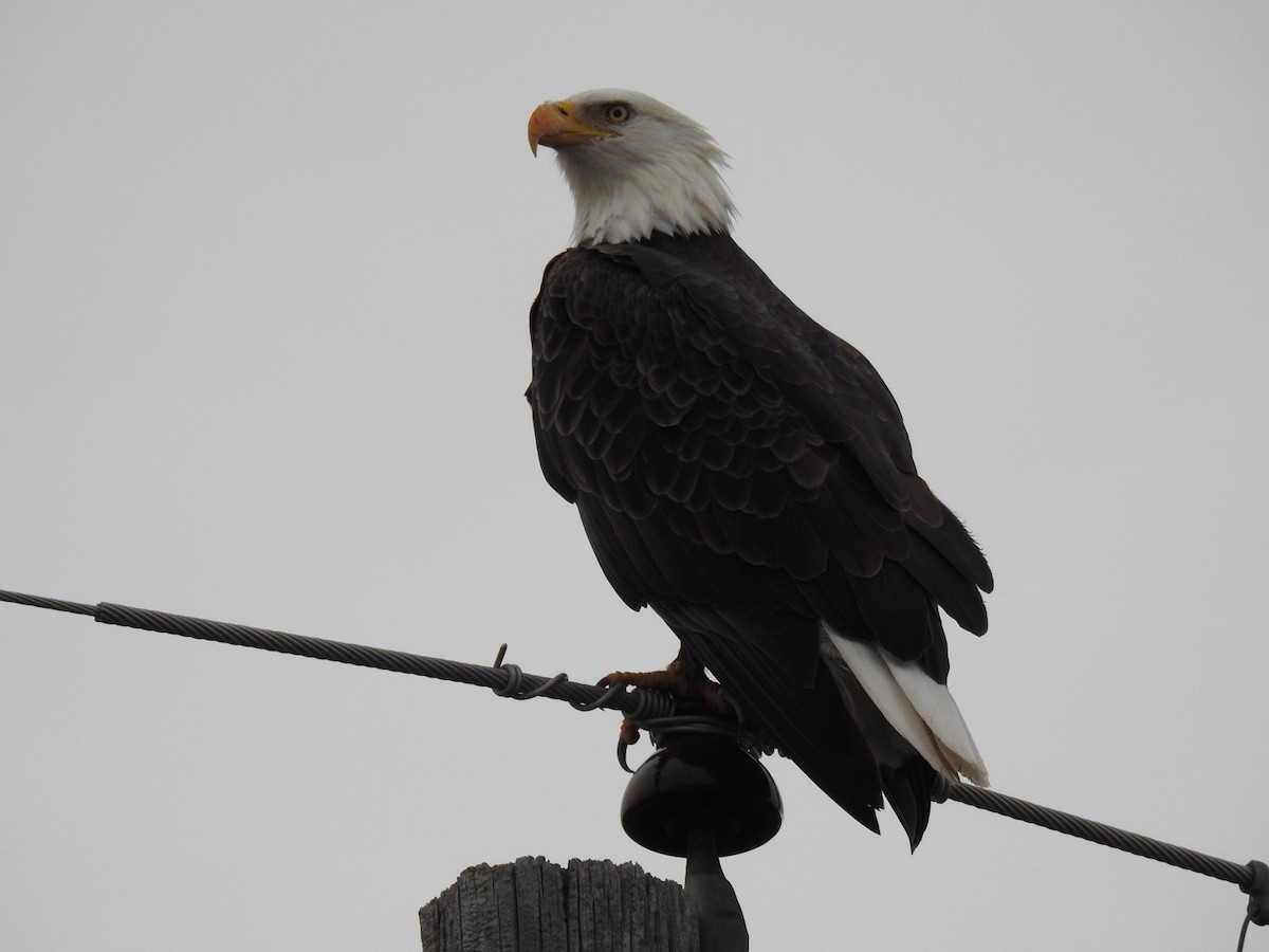 Bald Eagle - ML118479741