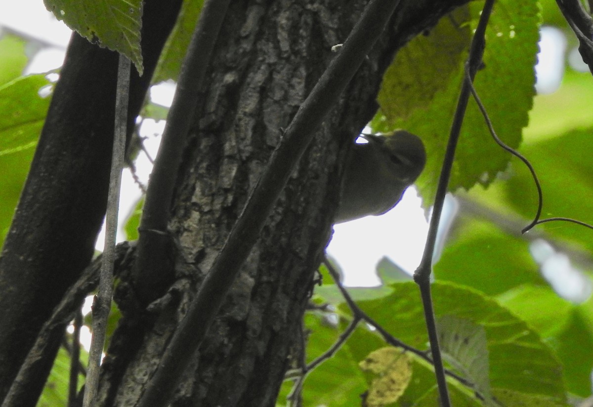Tennessee Warbler - ML118479851