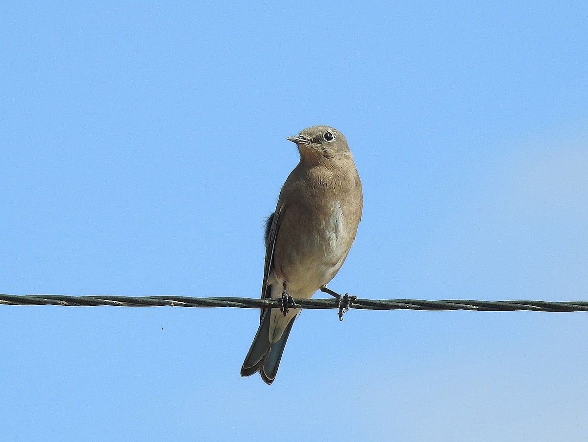 Western Bluebird - ML118481091