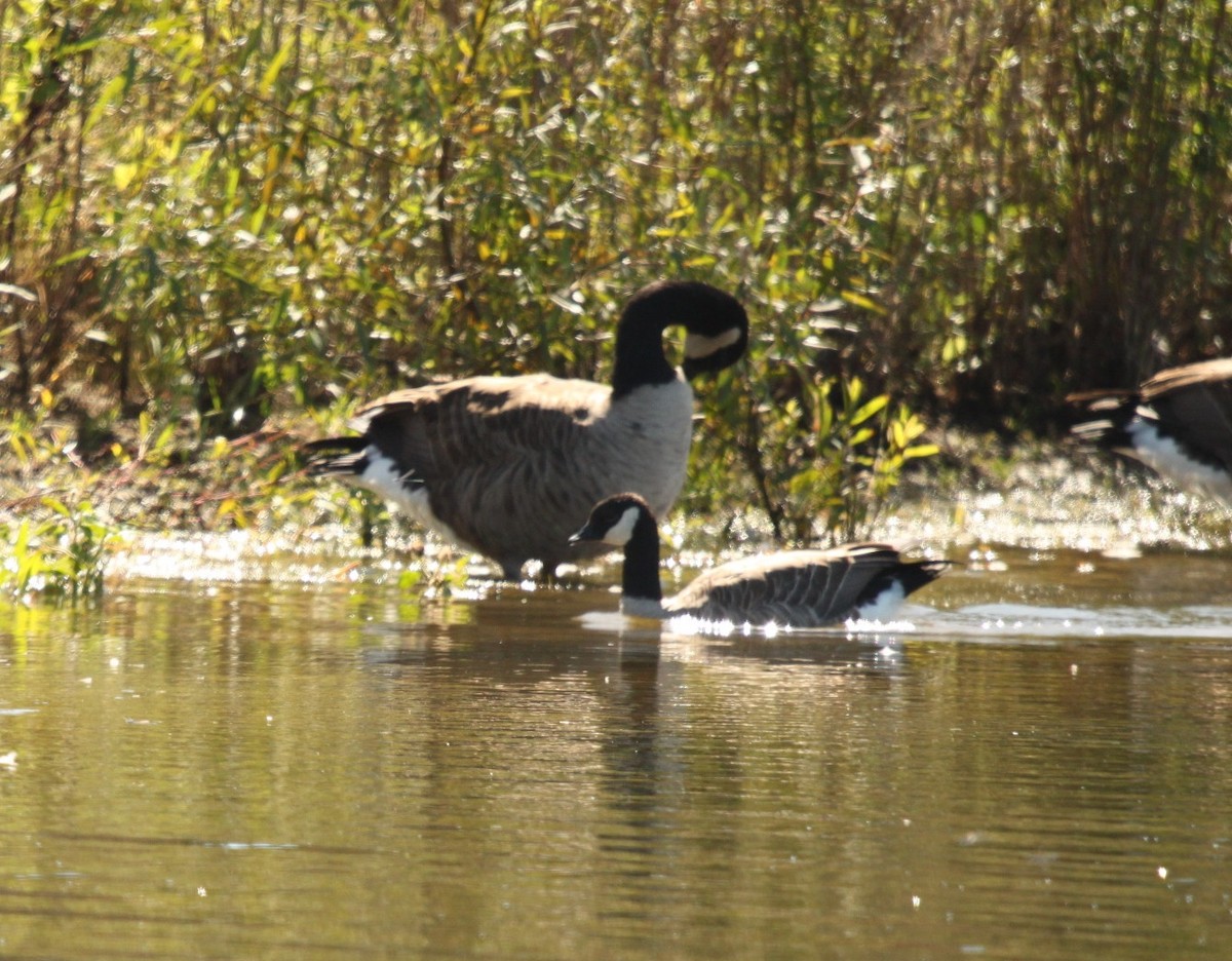 Cackling Goose - ML118482451