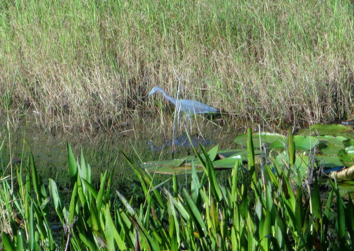 Little Blue Heron - ML118482691