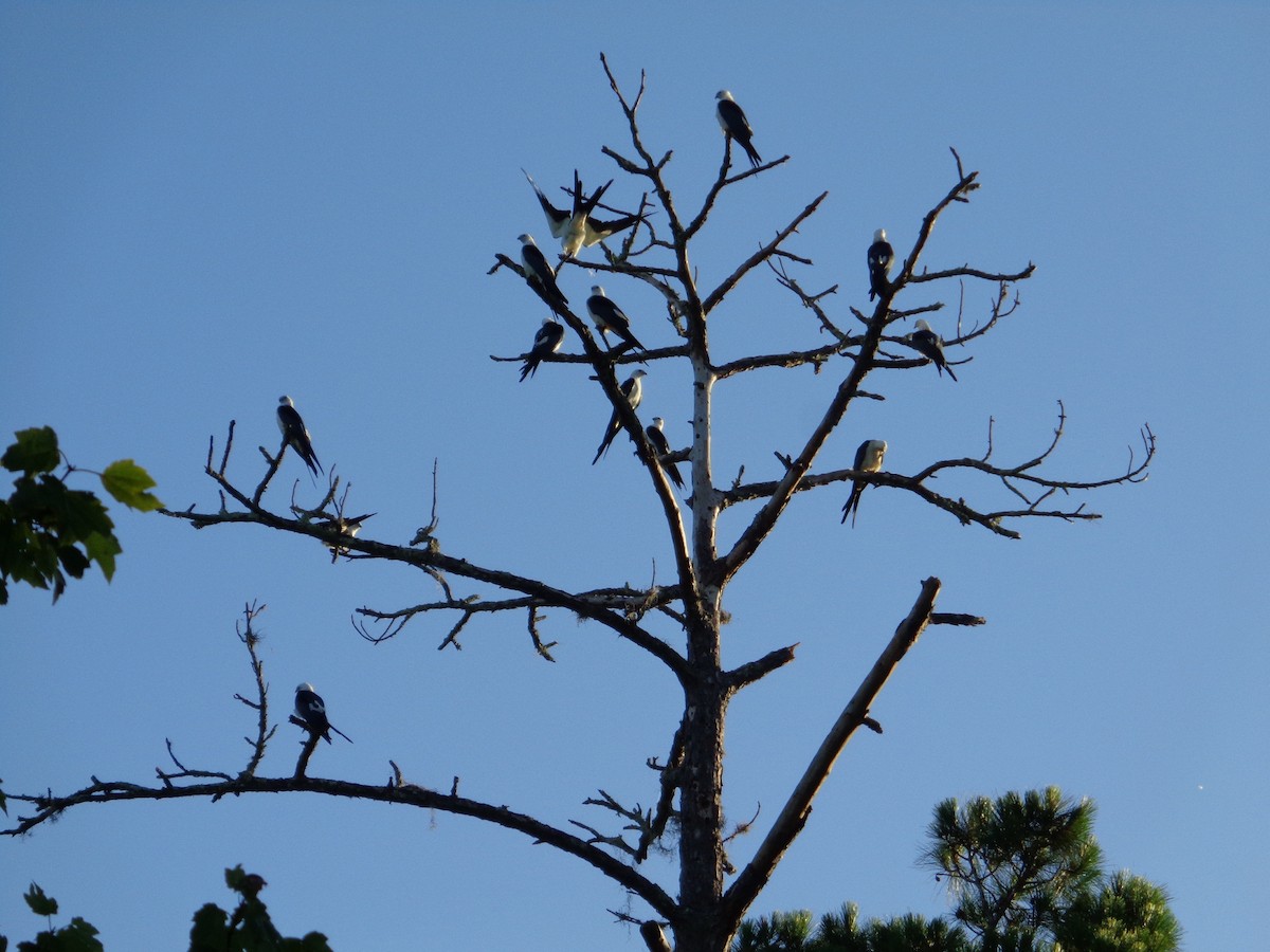 Swallow-tailed Kite - ML118482731