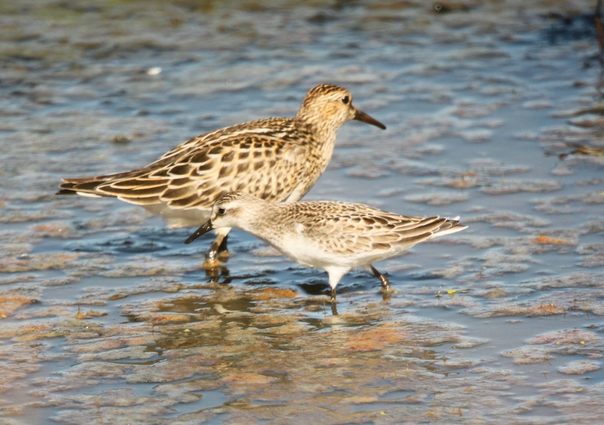 Least Sandpiper - ML118483101