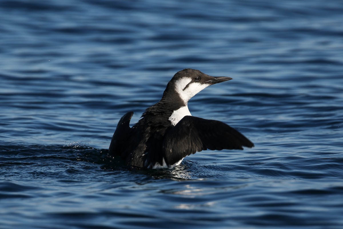 Common Murre - Blair Dudeck