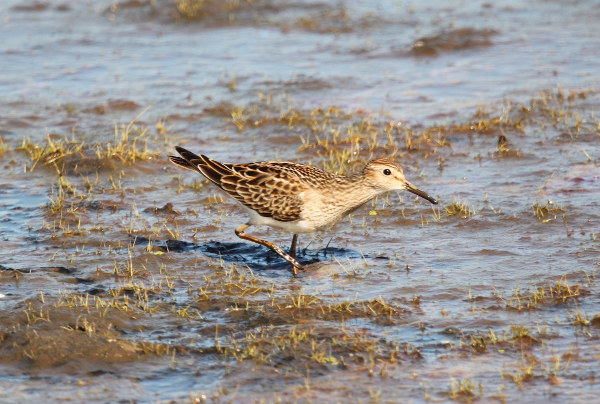 Graubrust-Strandläufer - ML118483221