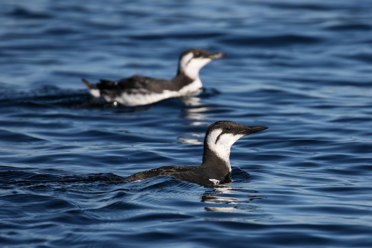 Common Murre - Blair Dudeck