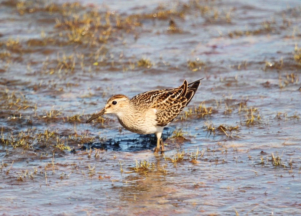 アメリカウズラシギ - ML118483331