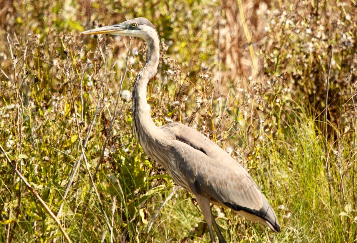 Great Blue Heron - ML118483521