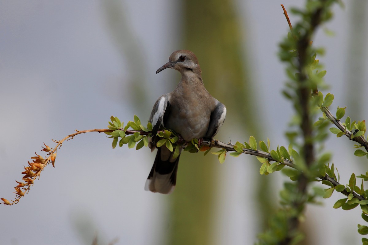 White-winged Dove - Aaron Graham