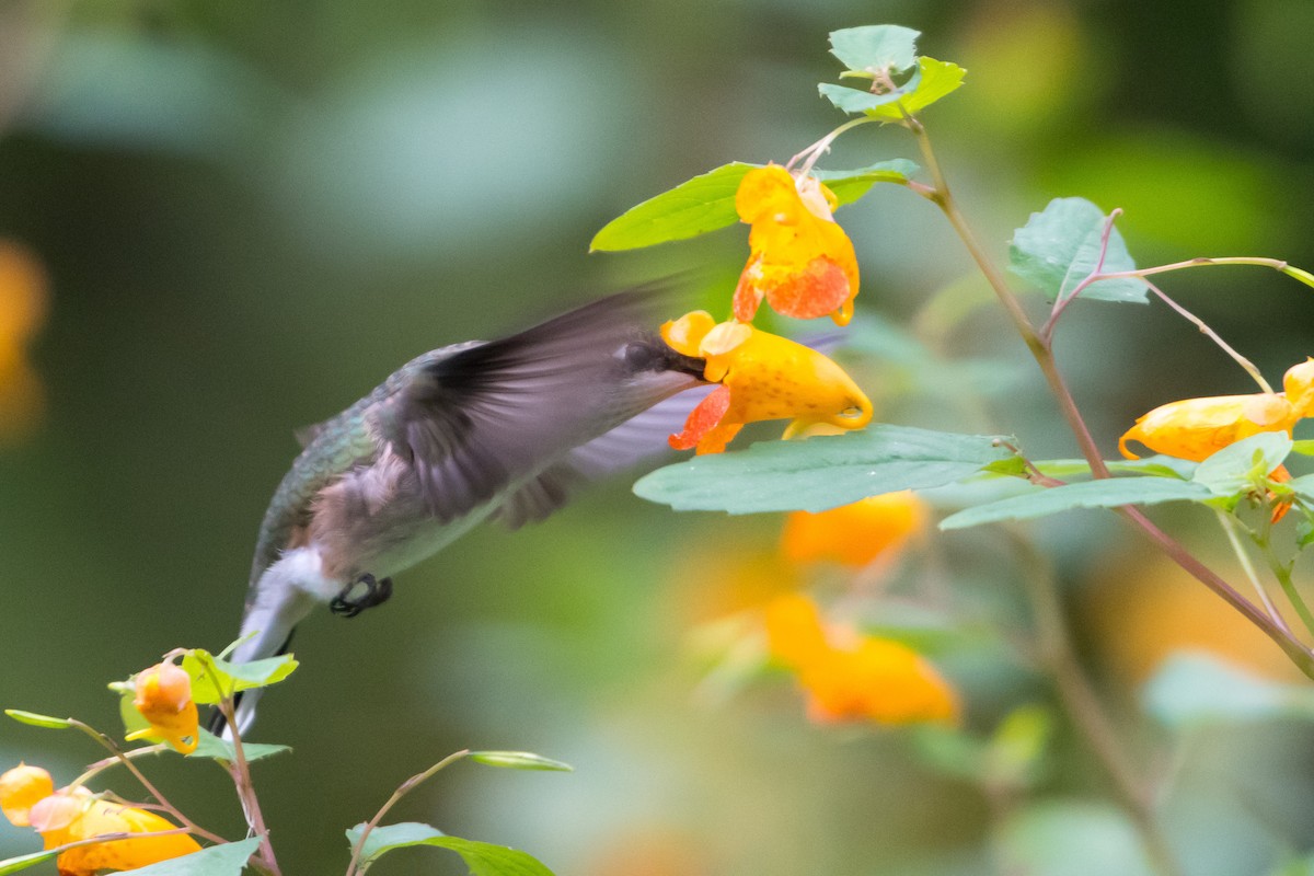 Colibri à gorge rubis - ML118484141