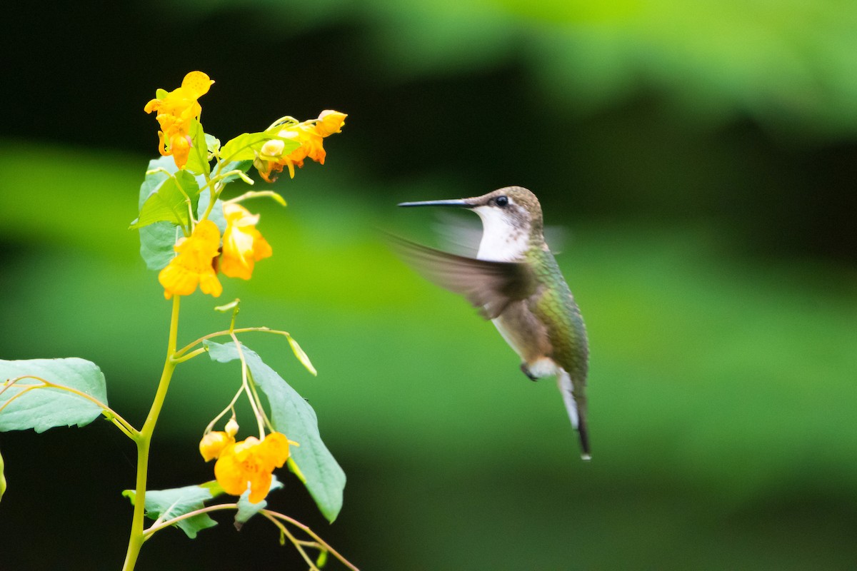 Colibri à gorge rubis - ML118484261