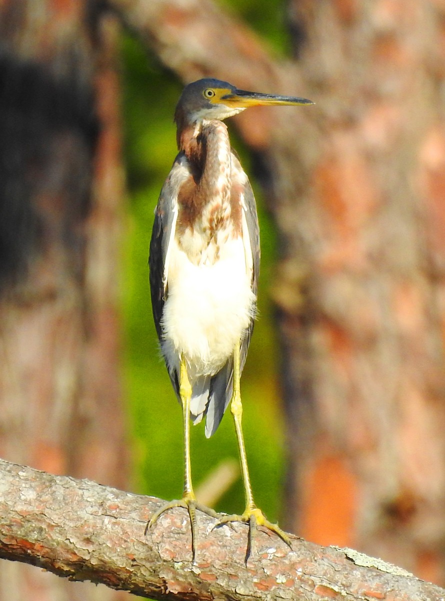 Tricolored Heron - ML118487431