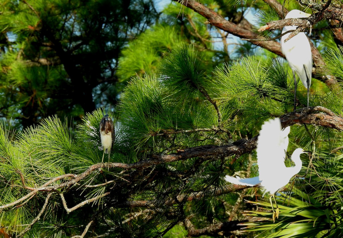 Great Egret - Eric Haskell