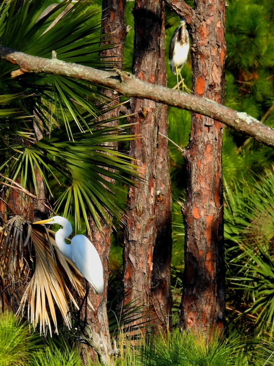 Great Egret - ML118487491