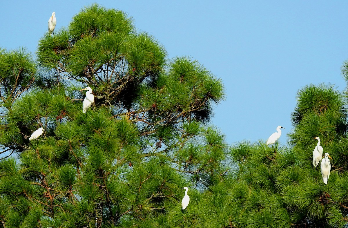 Great Egret - ML118487511