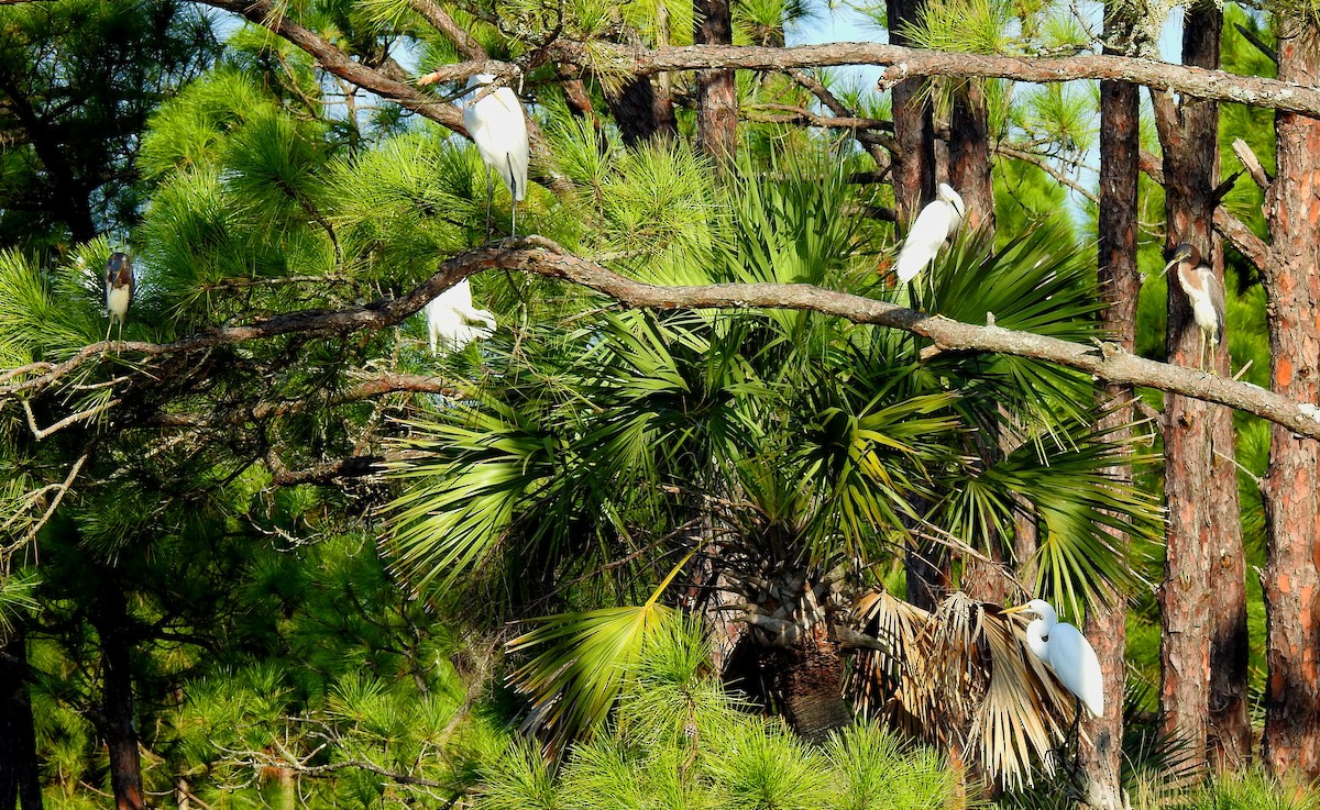 Great Egret - ML118487521