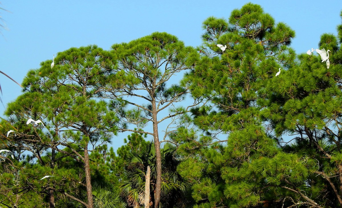 Snowy Egret - ML118487631