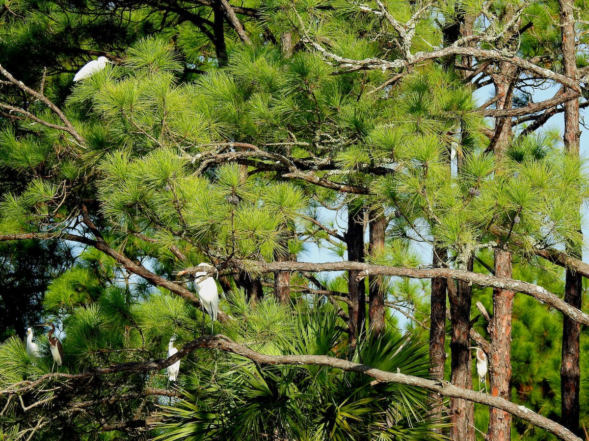 Snowy Egret - ML118487641