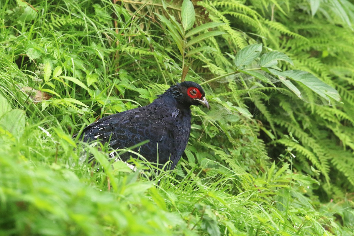 Mikado Pheasant - ML118487961