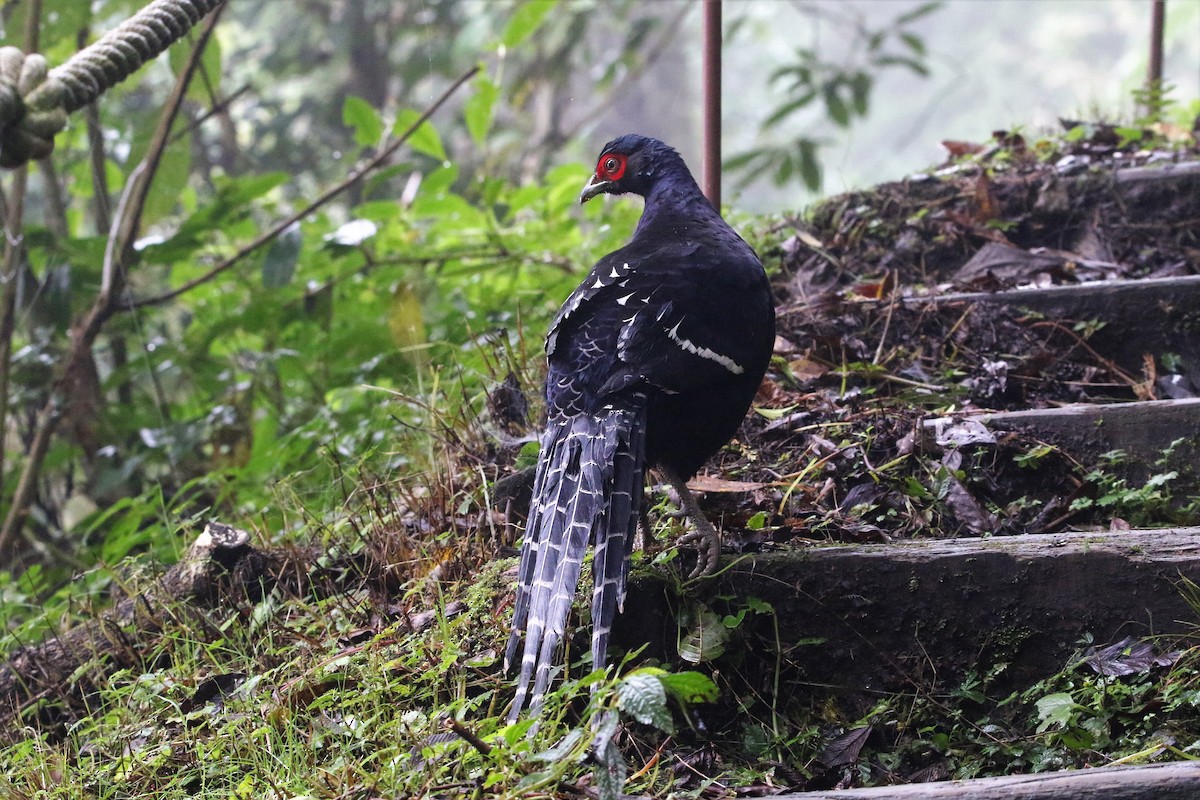 Mikado Pheasant - ML118487991