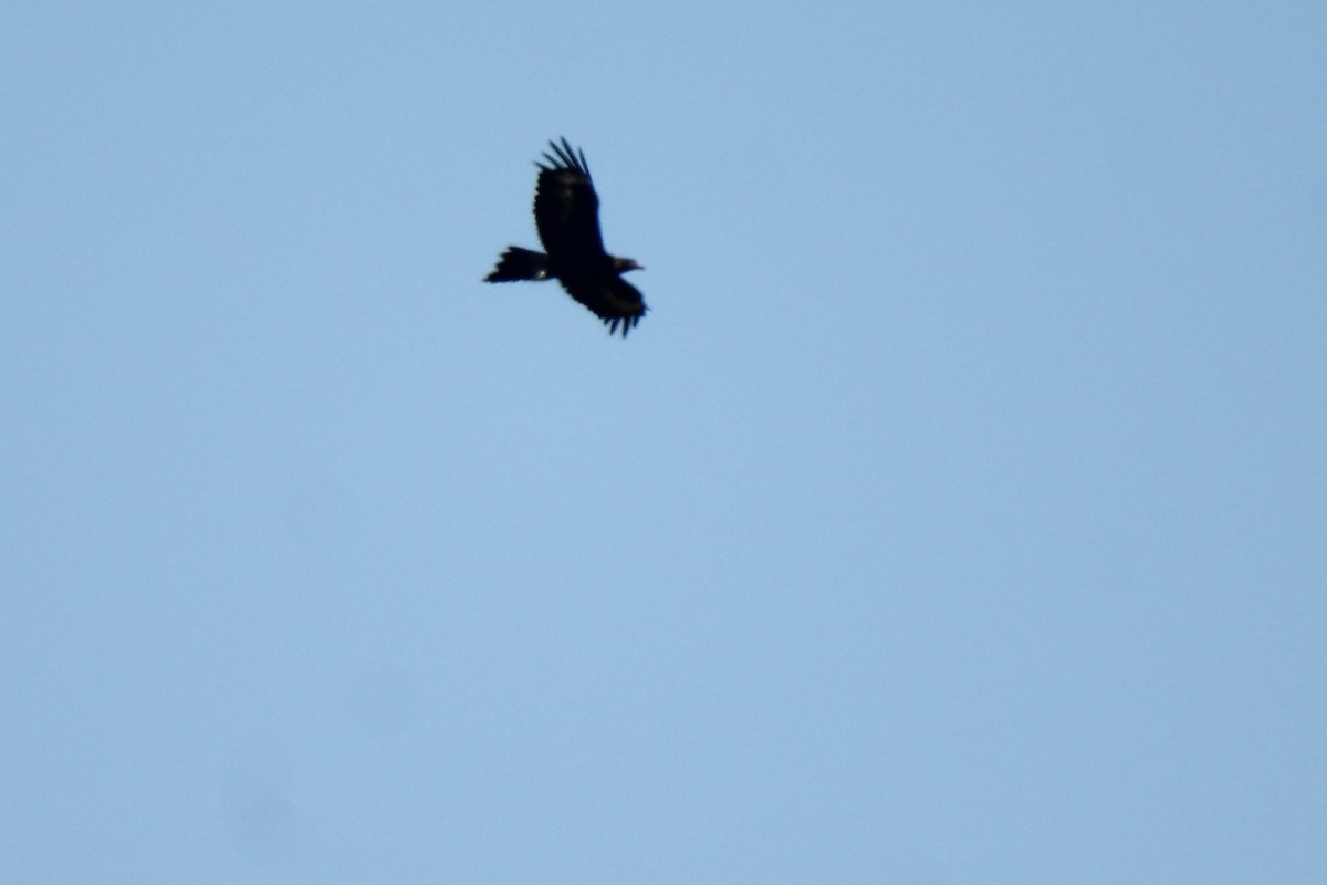 Wedge-tailed Eagle - ML118488771