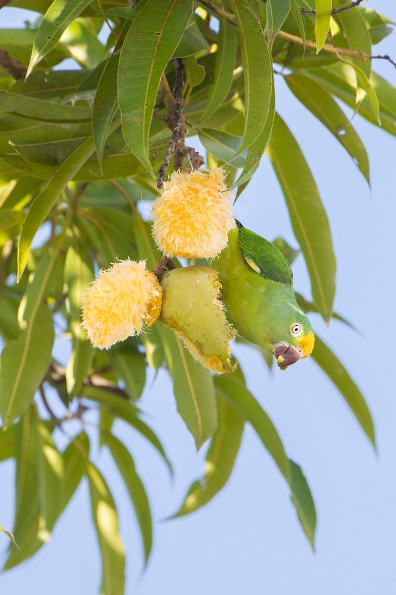 Tui Parakeet - ML118488941