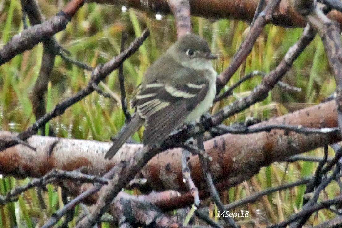 Least Flycatcher - ML118489841