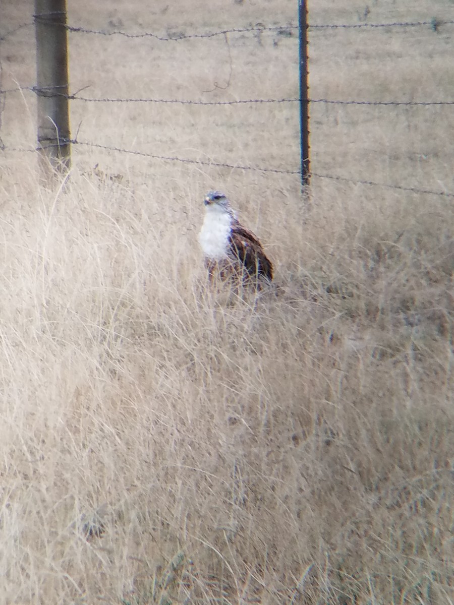 Ferruginous Hawk - ML118490451