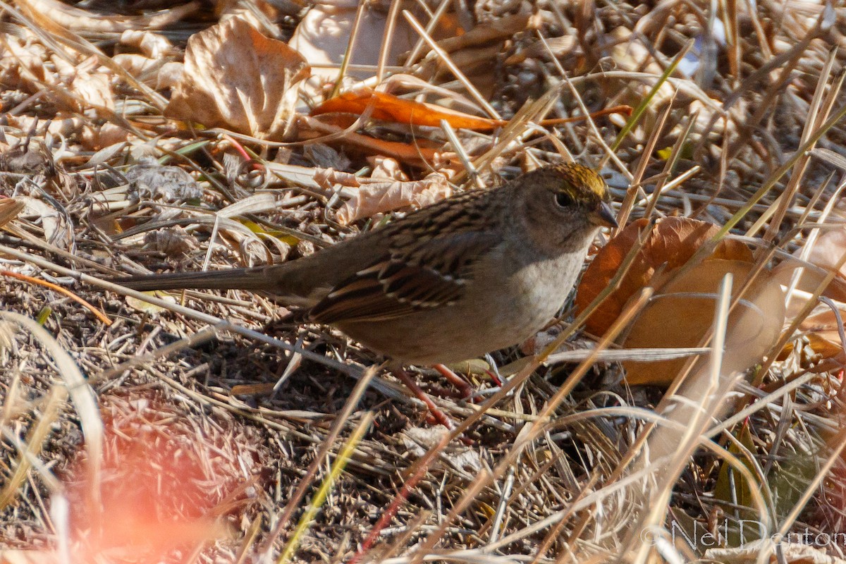 Golden-crowned Sparrow - ML118490961