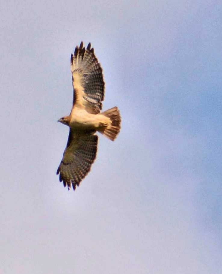 Red-tailed Hawk - Kenneth Butler