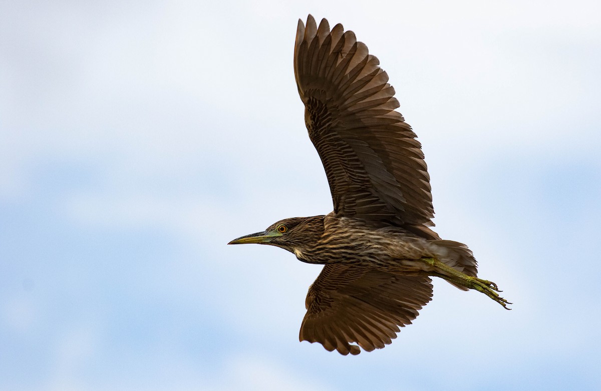 Black-crowned Night Heron - ML118494741