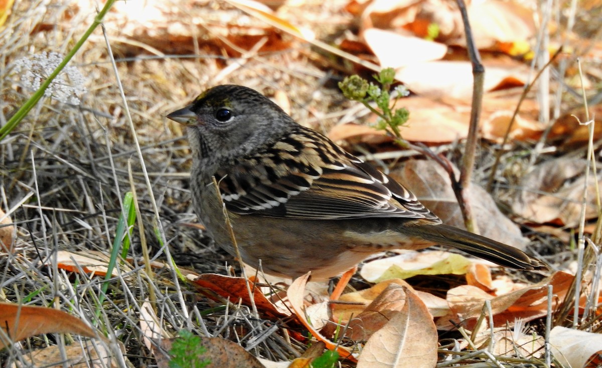 Golden-crowned Sparrow - ML118496211