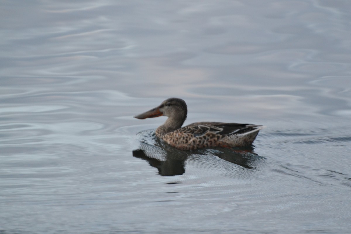 Northern Shoveler - Alex  Bischer