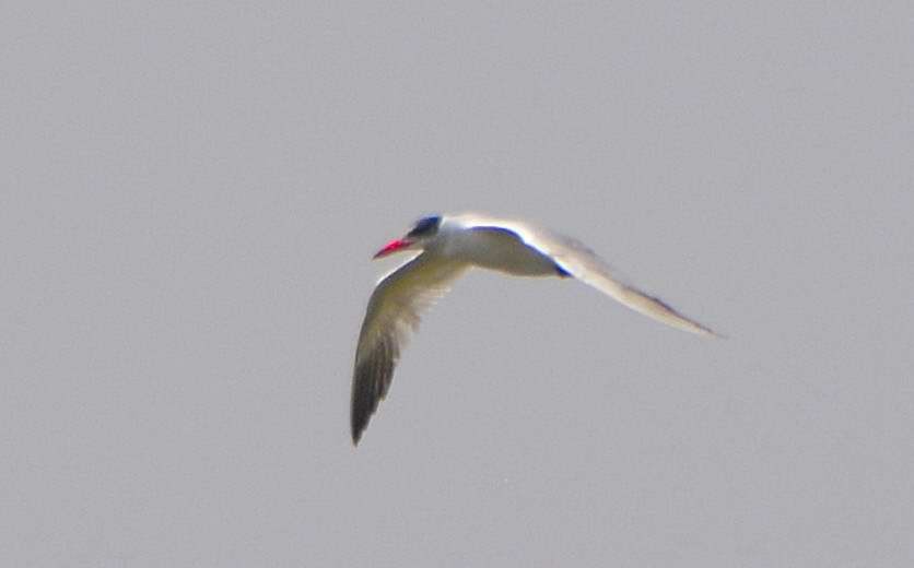 Caspian Tern - ML118498911