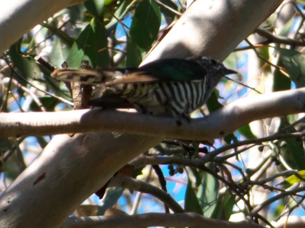 Shining Bronze-Cuckoo - Alfons  Lawen