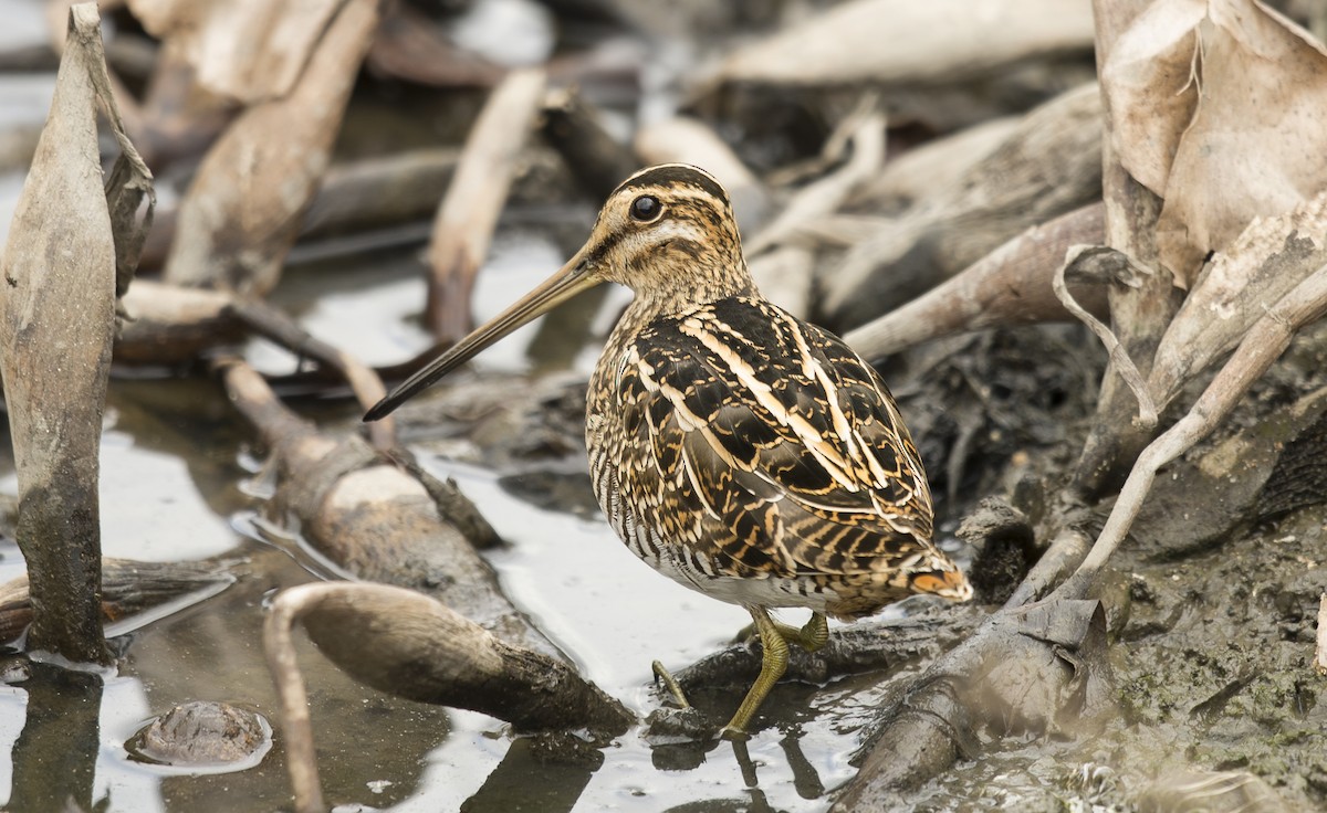 Common Snipe - ML118499941