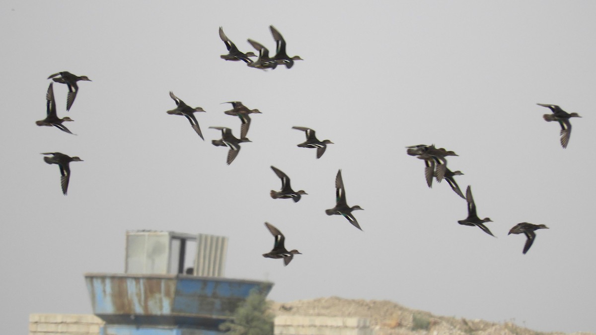 Zertzeta arrunta - ML118503291